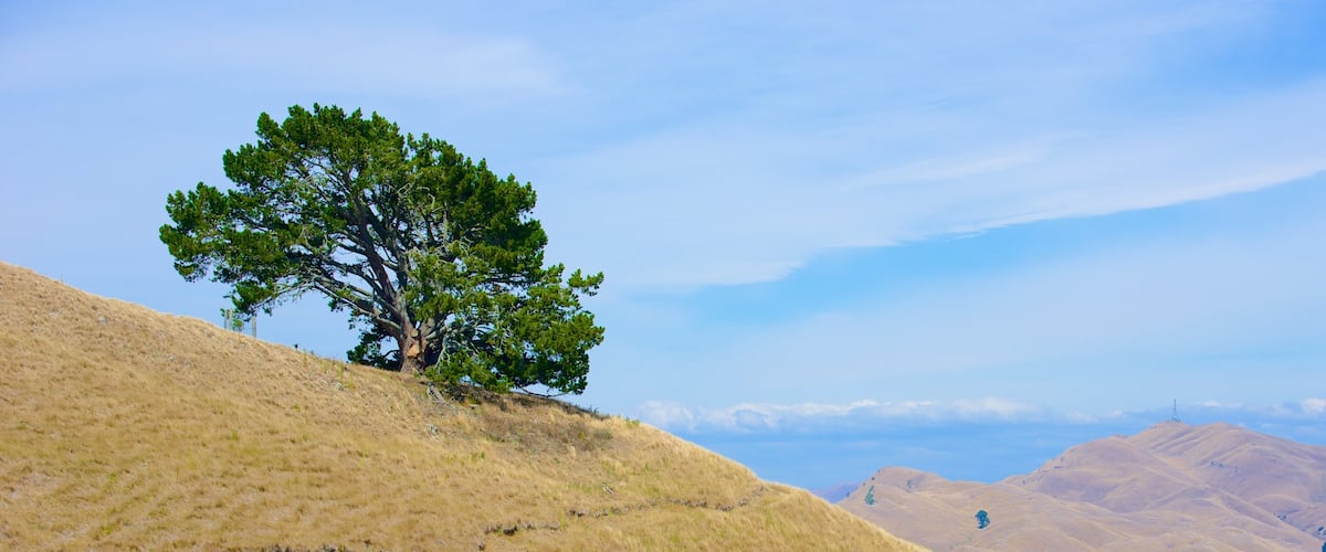 Te Mata Peak featuring landscape views and tranquil scenes