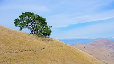 Te Mata Peak mostrando escenas tranquilas y vistas de paisajes