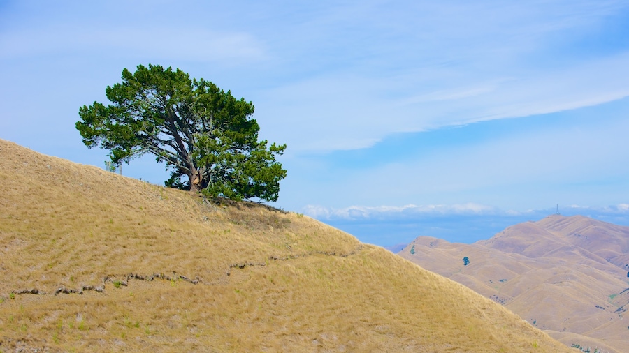 Te Mata Peak showing tranquil scenes and landscape views