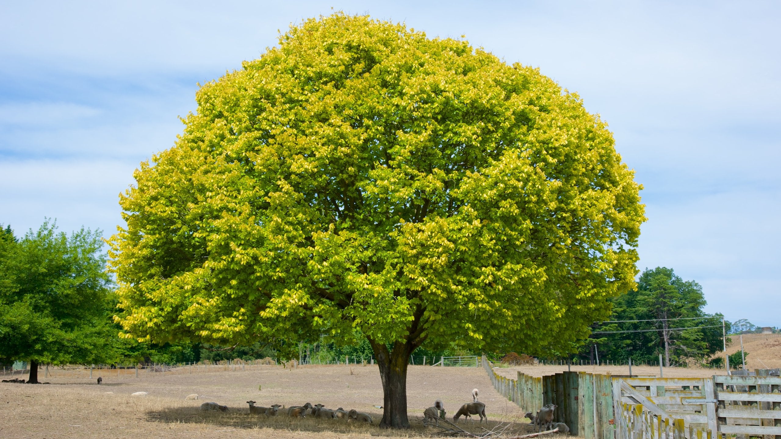 Havelock North featuring tranquil scenes
