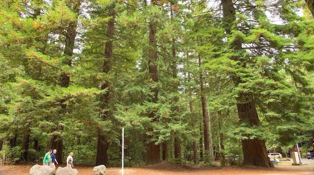 Hutan Whakarewarewa Redwoods