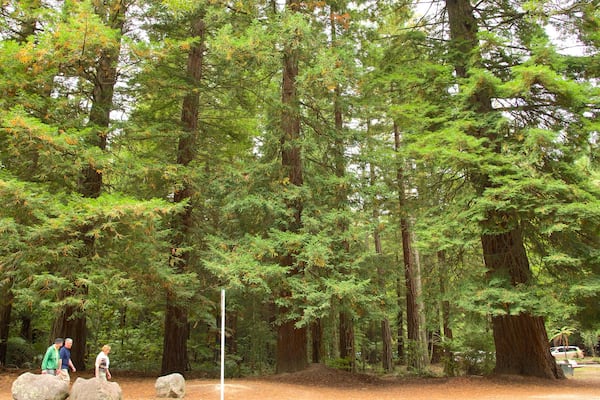 Redwoods Whakarewarewa Forest featuring forests