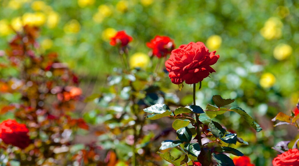 Government Gardens bevat bloemen