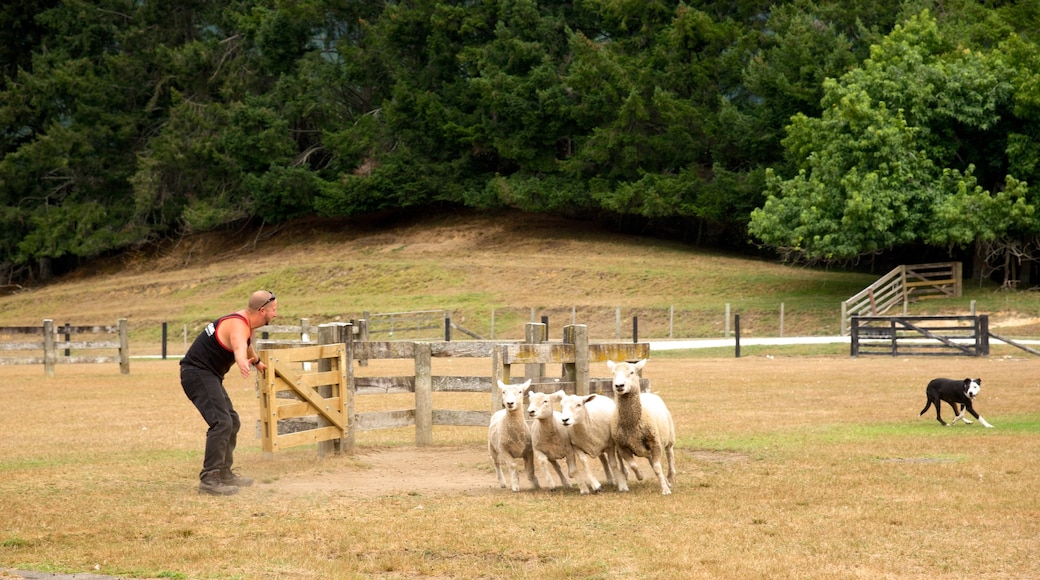 Agrodome , Rotorua, Nueva Zelanda mostrando escenas tranquilas y animales y también un hombre