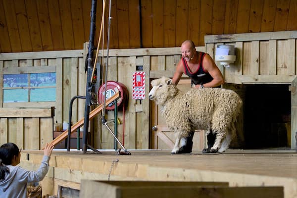 Agrodome featuring farmland and animals as well as an individual female