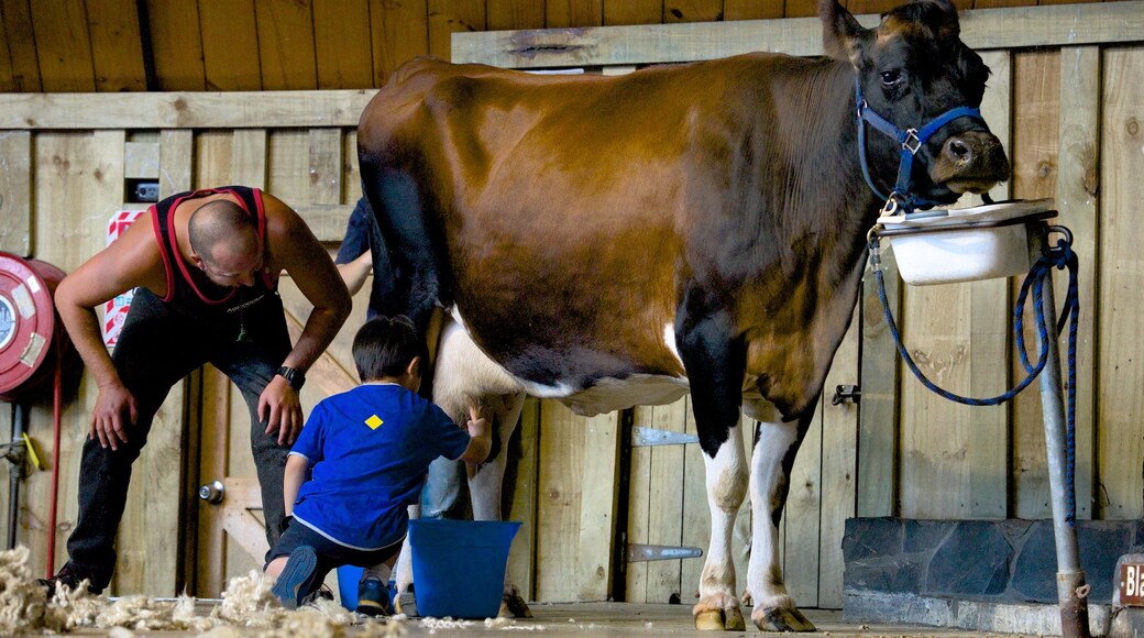 Agrodome , Rotorua, Nueva Zelanda mostrando animales y granja y también un pequeño grupo de personas