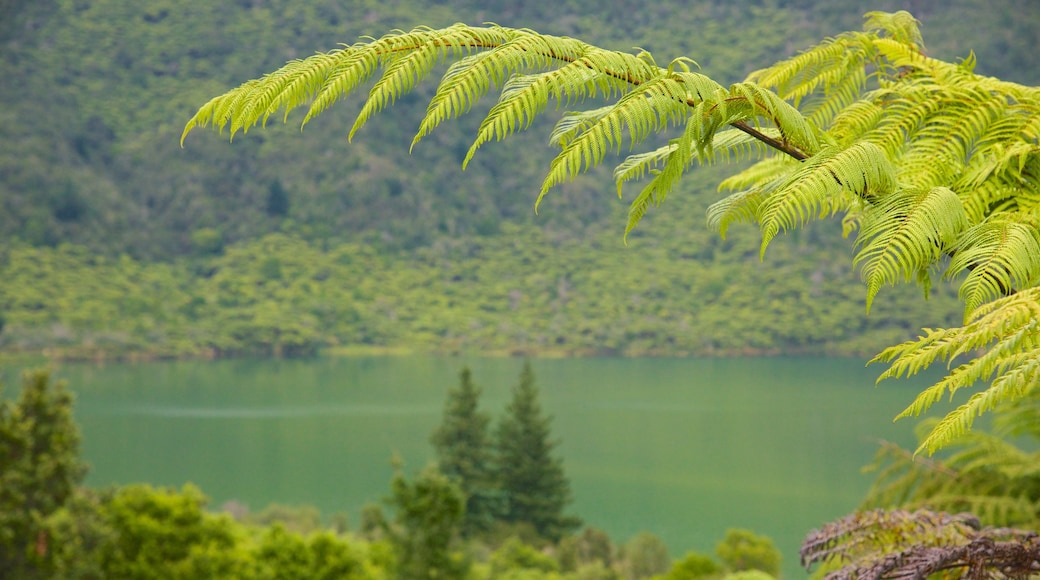 Lago Rotokakahi ofreciendo un lago o abrevadero
