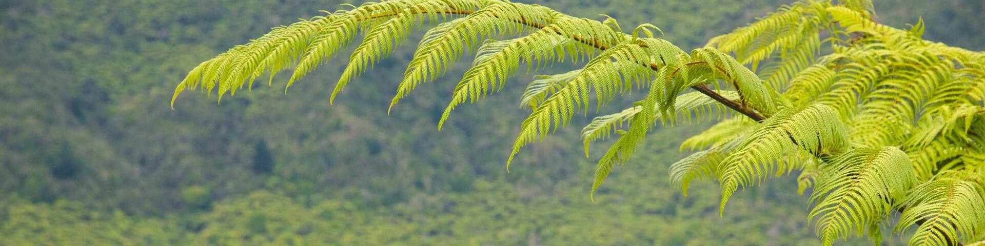Lake Rotokakahi featuring a lake or waterhole