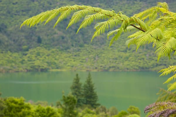 Lac Rotokakahi mettant en vedette lac ou étang