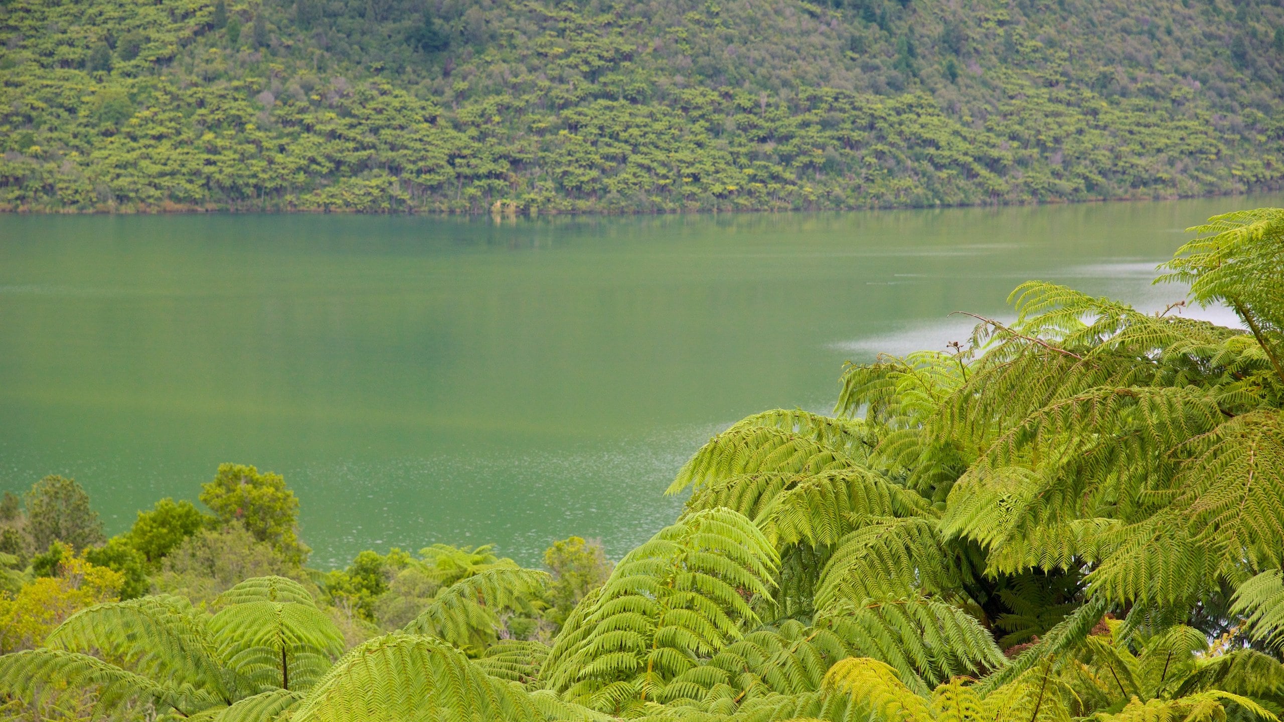 Lake Rotokakahi som viser innsjø