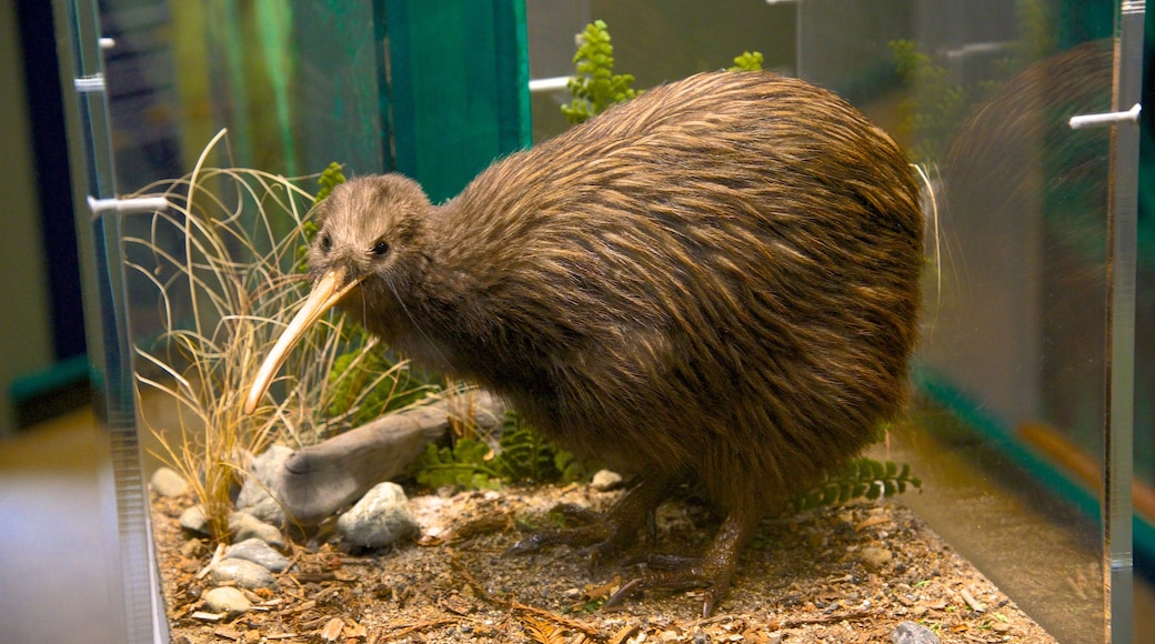 Rainbow Springs Kiwi Wildlife Park que inclui animais