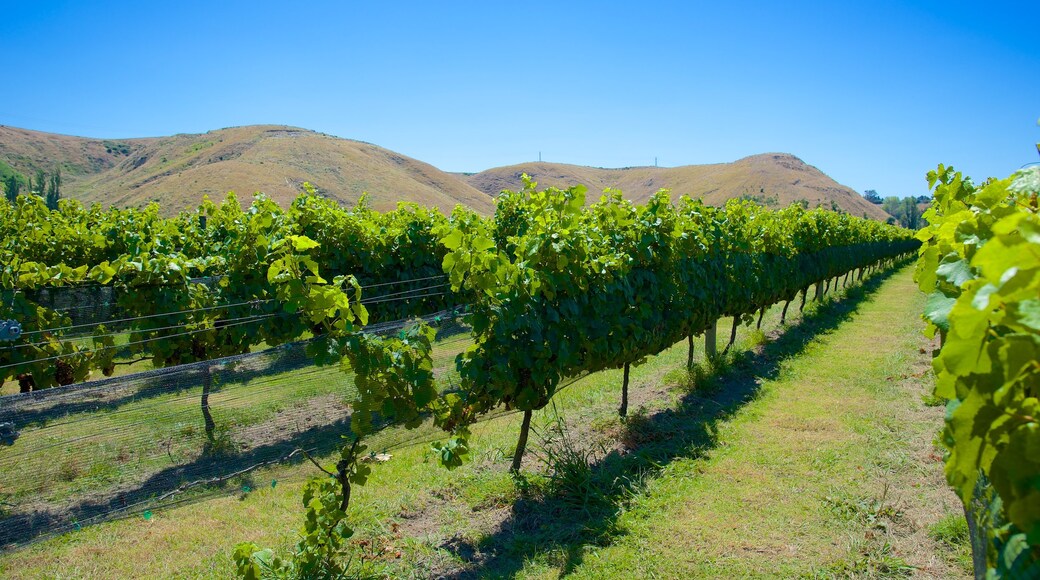 Mission Estate Winery showing landscape views