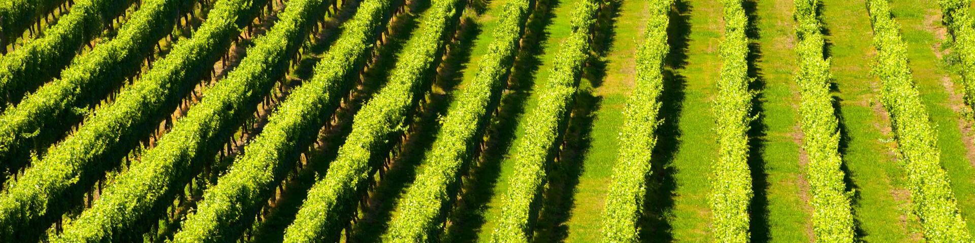 Mission Estate Winery