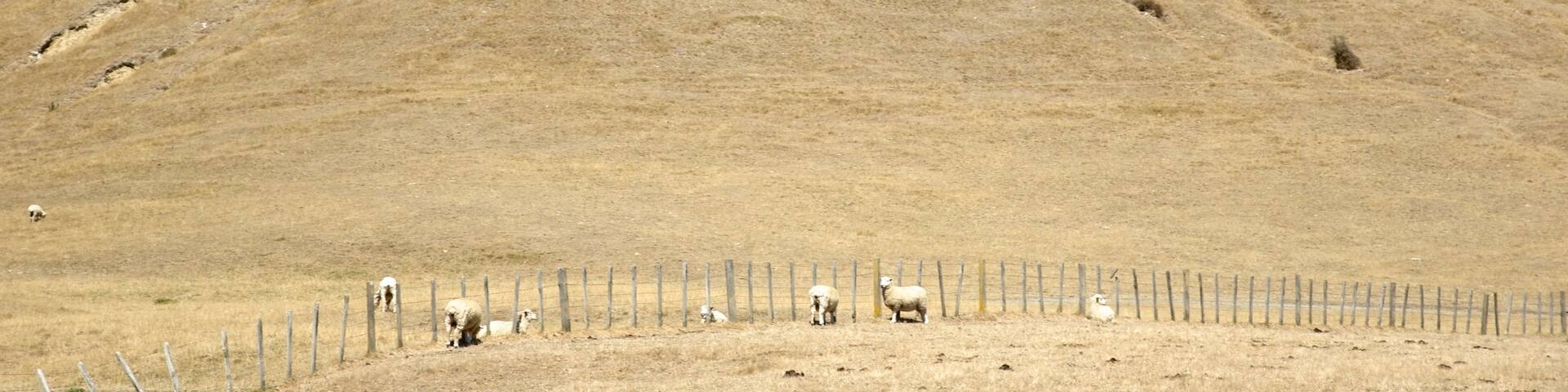 Cape Kidnappers mit einem ruhige Szenerie