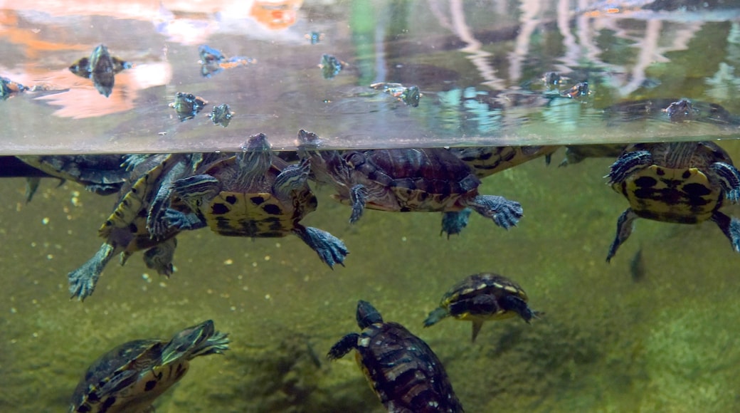 National Aquarium of New Zealand featuring marine life