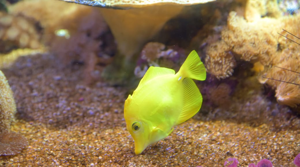 National Aquarium of New Zealand presenterar havsdjur