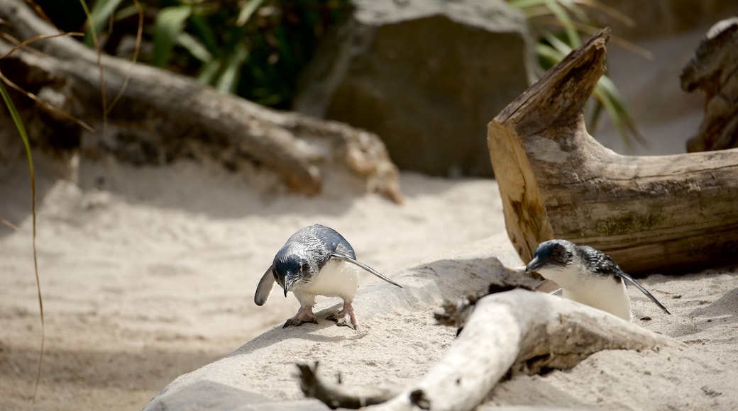 National Aquarium of New Zealand showing marine life and bird life