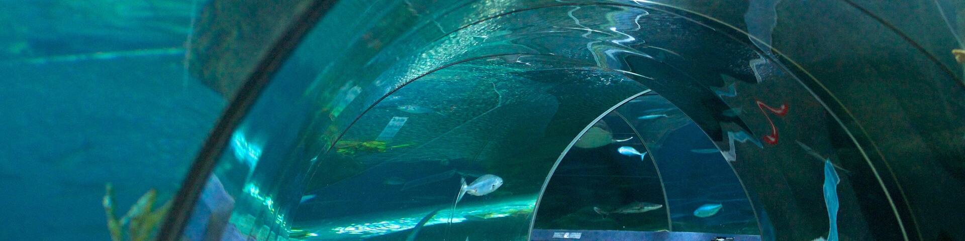 National Aquarium of New Zealand showing marine life