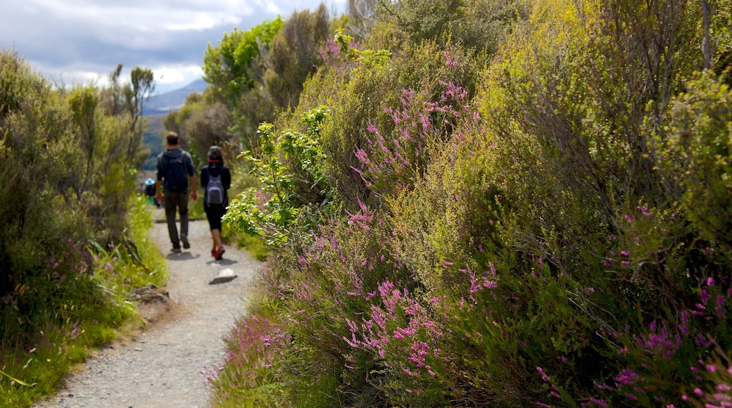 Parque Nacional Tongariro ofreciendo senderismo o caminata