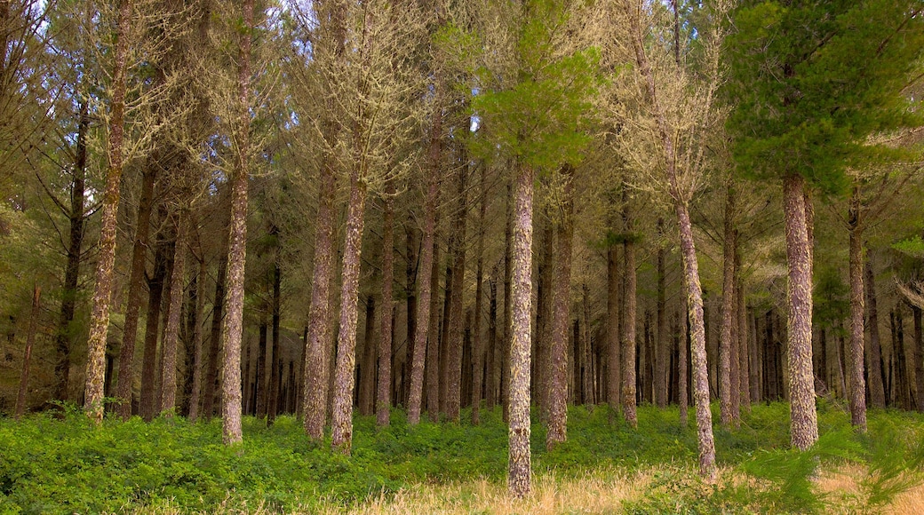 Tongariron kansallispuisto joka esittää metsänäkymät