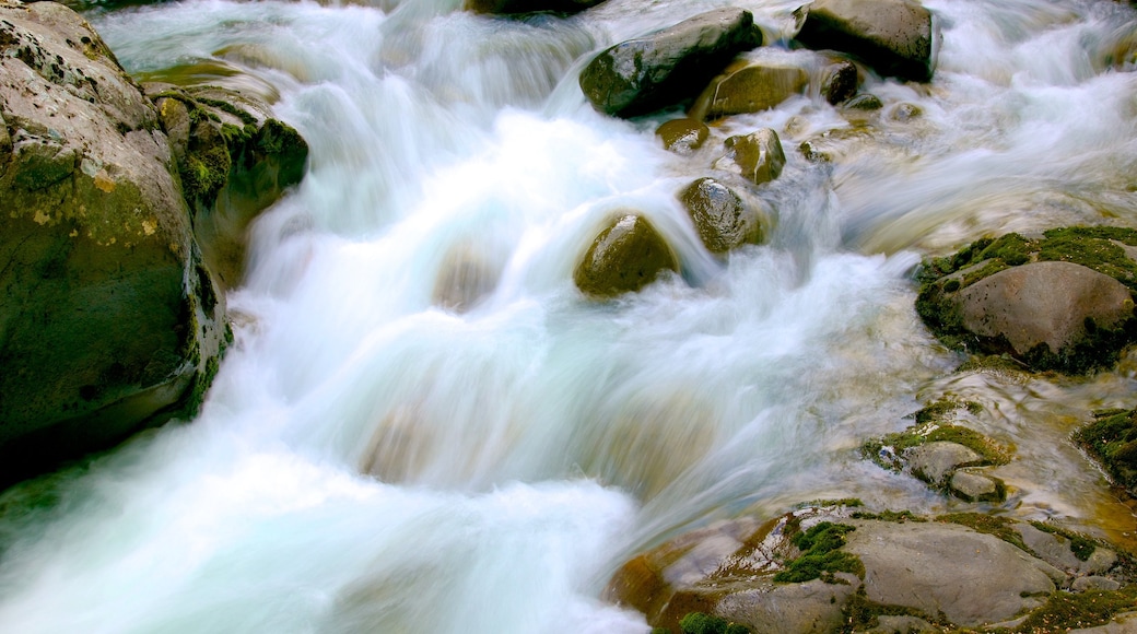 Turangi caratteristiche di fiume o ruscello