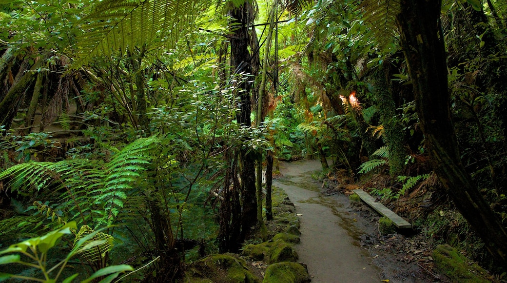 Mitai Maori Village