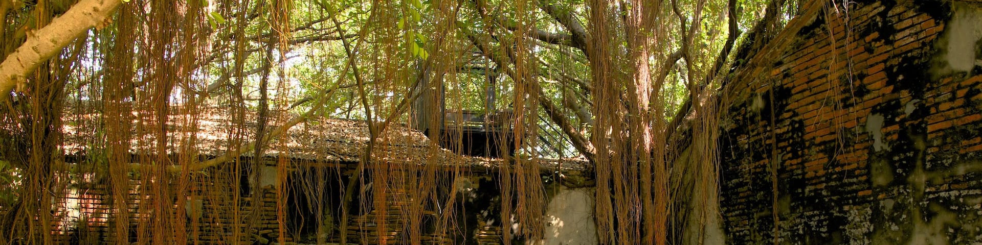 Anping Tree House