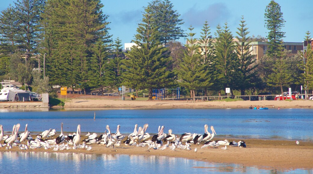 The Entrance which includes bird life and general coastal views