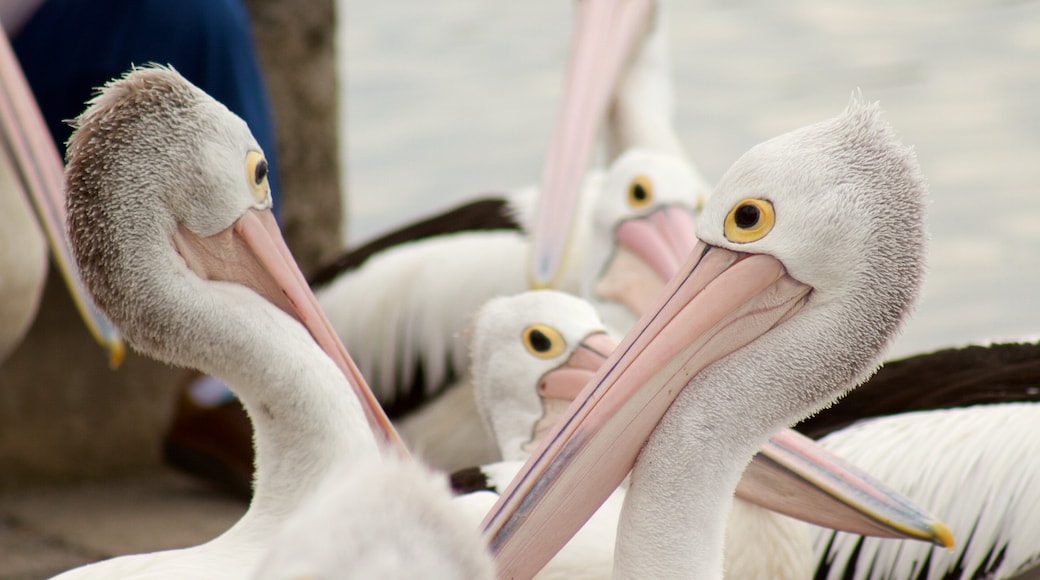 The Entrance bevat vogels