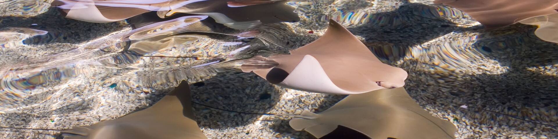 Gulf World Marine Park which includes marine life