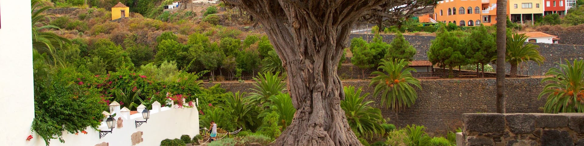 Ancient Dragon Tree featuring a park
