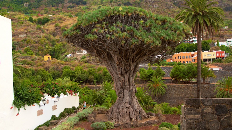 Antico albero del drago che include giardino