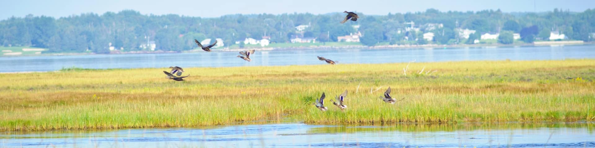 Bathurst showing bird life, wetlands and general coastal views