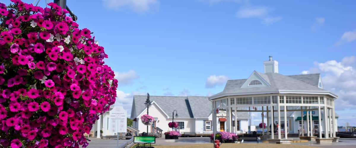 Bathurst featuring flowers