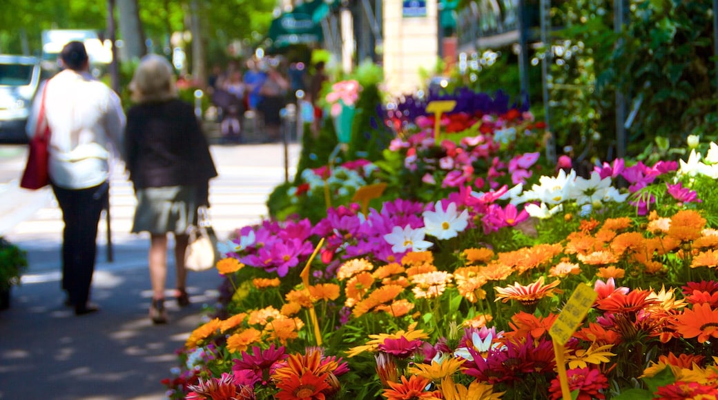 Ile de la Cite featuring flowers