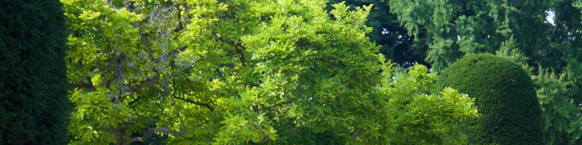 Republic Square featuring a garden