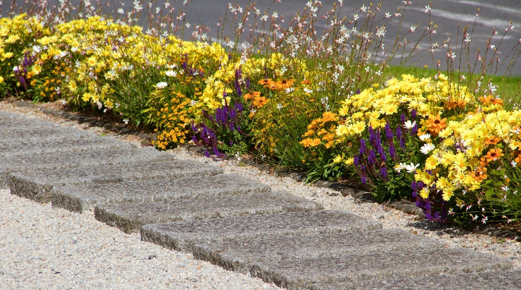 Avranches mostrando flores