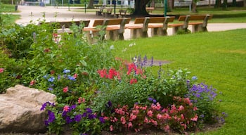 Grenoble mostrando flores y un jardín