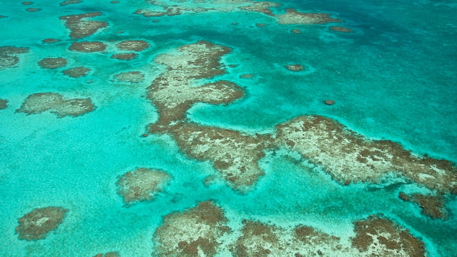 Belize showing colorful reefs