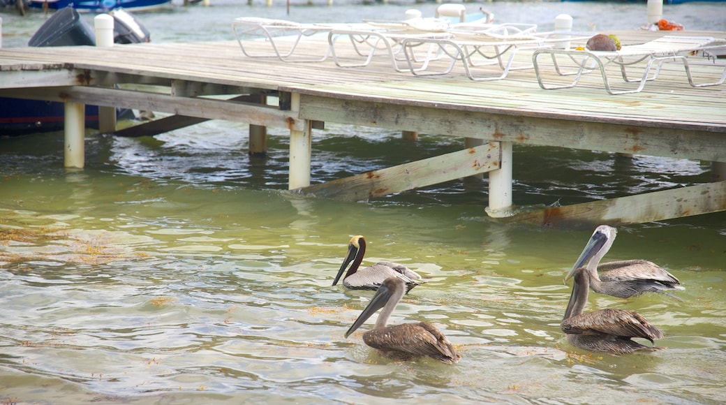 San Pedro which includes bird life