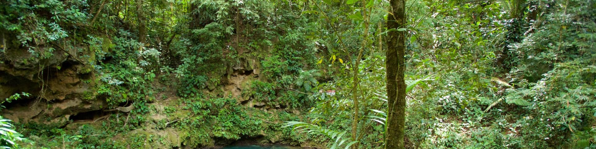 Blue Hole National Park which includes a lake or waterhole and rainforest