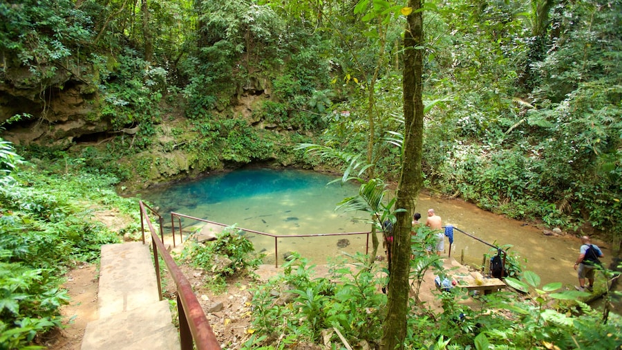 Parque Nacional Blue Hole ofreciendo un lago o abrevadero y selva