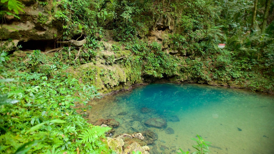 Parque Nacional Blue Hole mostrando un lago o laguna y bosque tropical
