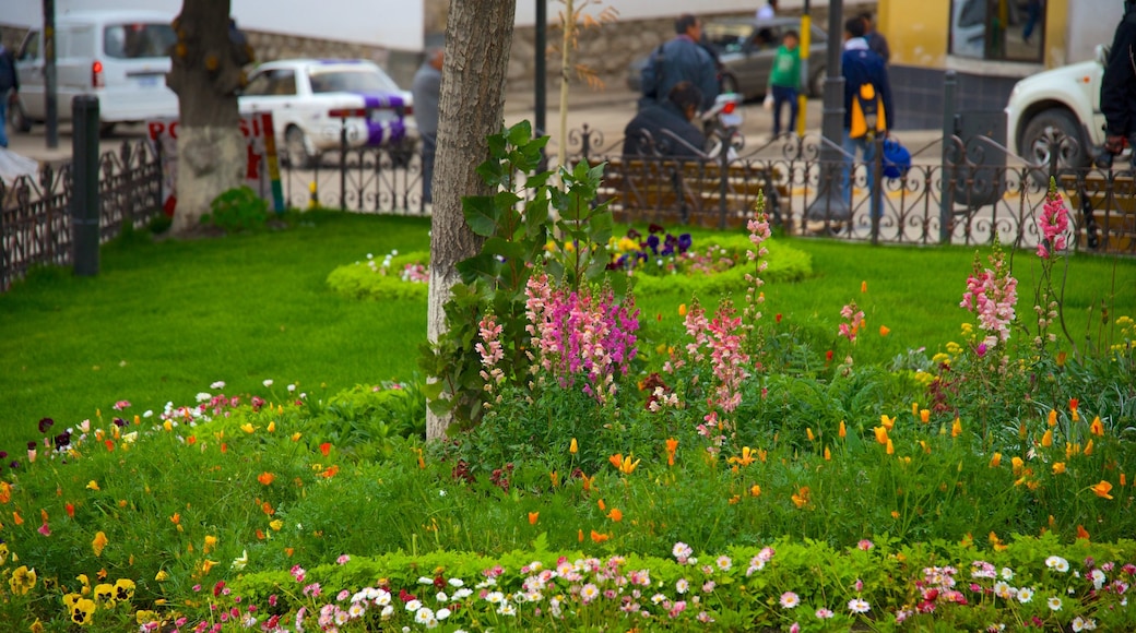 Potosí ofreciendo jardín