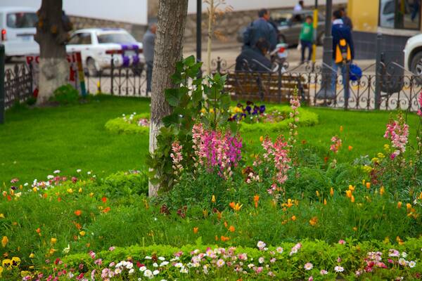 Potosi showing a garden