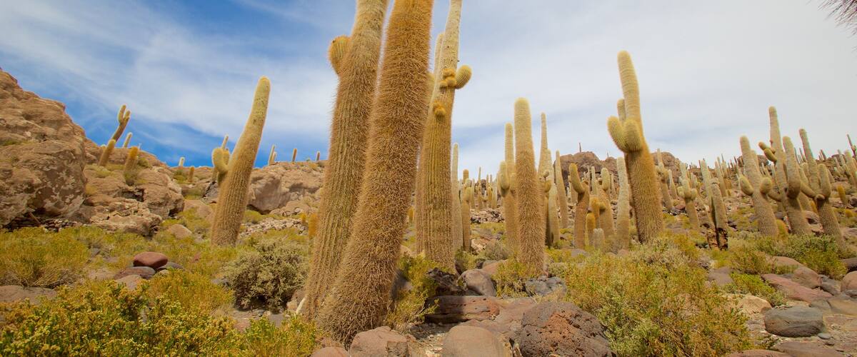 Salar de Uyuni which includes tranquil scenes