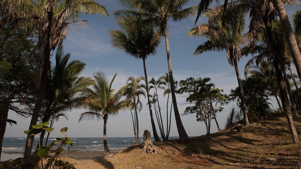 San José mettant en vedette vues littorales et scènes tropicales