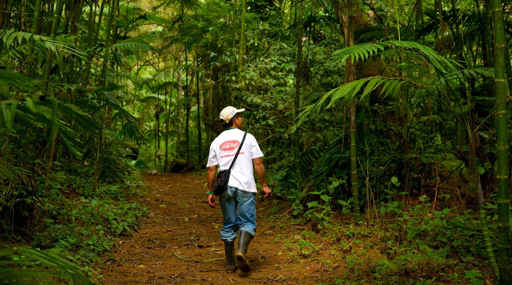 Las Victorias National Park featuring rainforest as well as an individual male