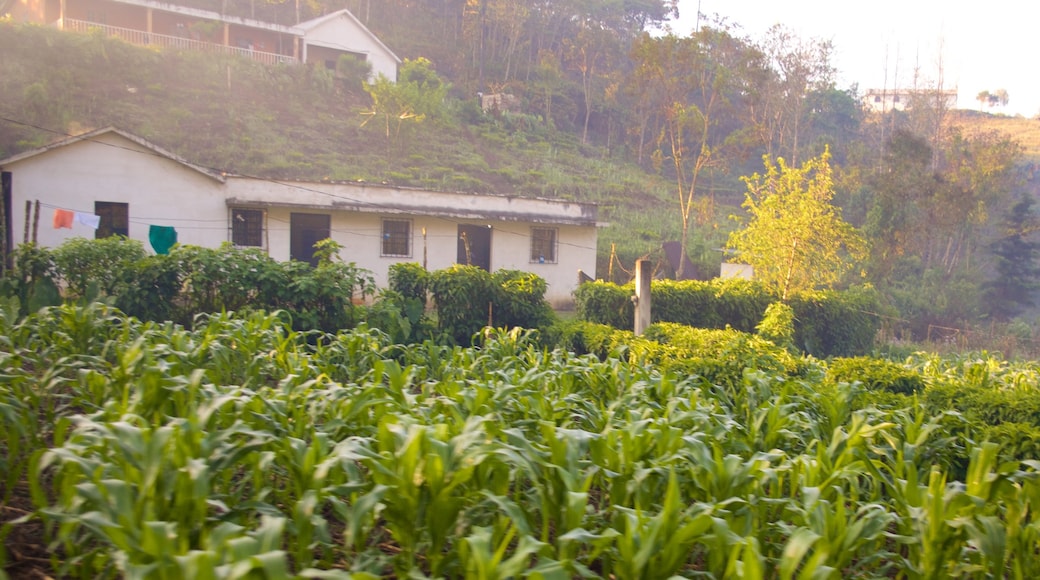 Coban showing farmland