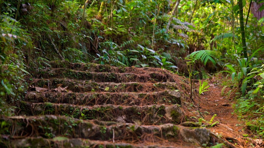 Parque Nacional Las Victorias che include foresta pluviale